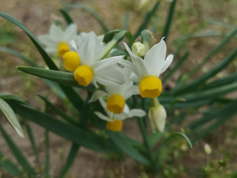 Photo of Tazetta Daffodil (Narcissus tazetta subsp. tazetta) uploaded by Nevita