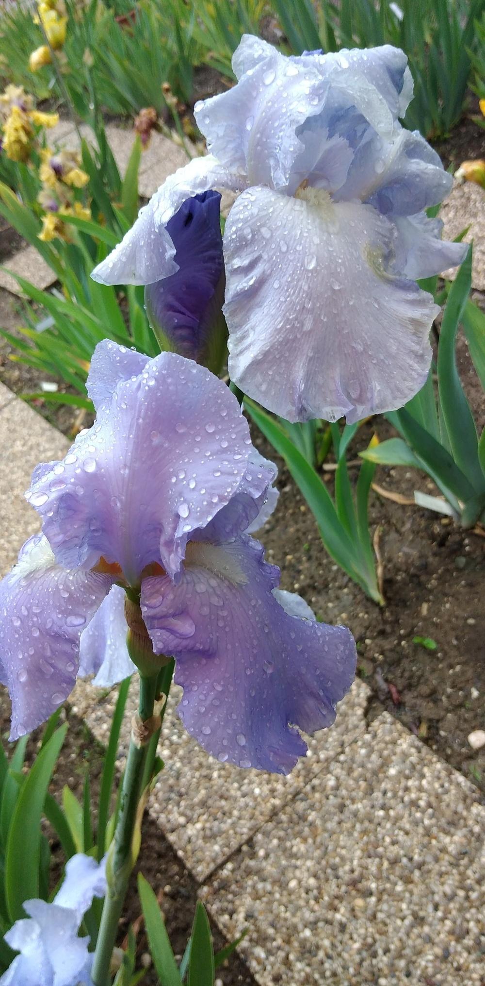 Photo of Tall Bearded Iris (Iris 'Eleanor's Pride') uploaded by Sanja