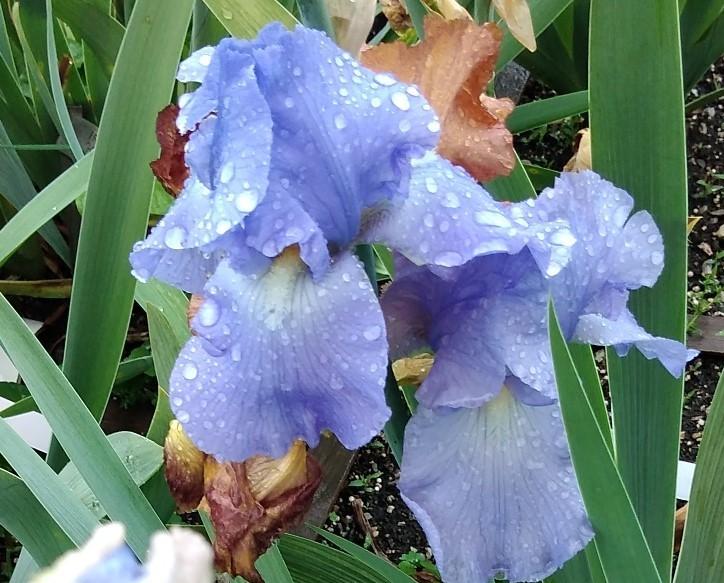 Photo of Tall Bearded Iris (Iris 'Jane Phillips') uploaded by Sanja