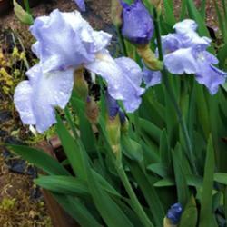 Location: Botanical Garden, Faculty of Scence, Zagreb, Croatia
Date: 2021-05-22
Iris BE 'Eleanor's Pride', the "multicolour clump" of buds and fl