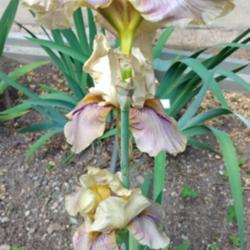 Location: Botanical Garden, Faculty of Scence, Zagreb, Croatia
Date: 2021-05-21
Iris TB 'Thornbird'