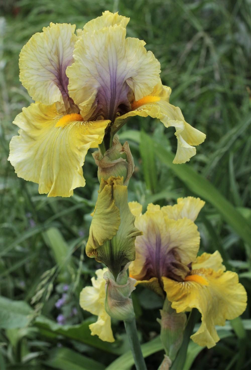 Photo of Tall Bearded Iris (Iris 'Secret Rites') uploaded by cinvasko