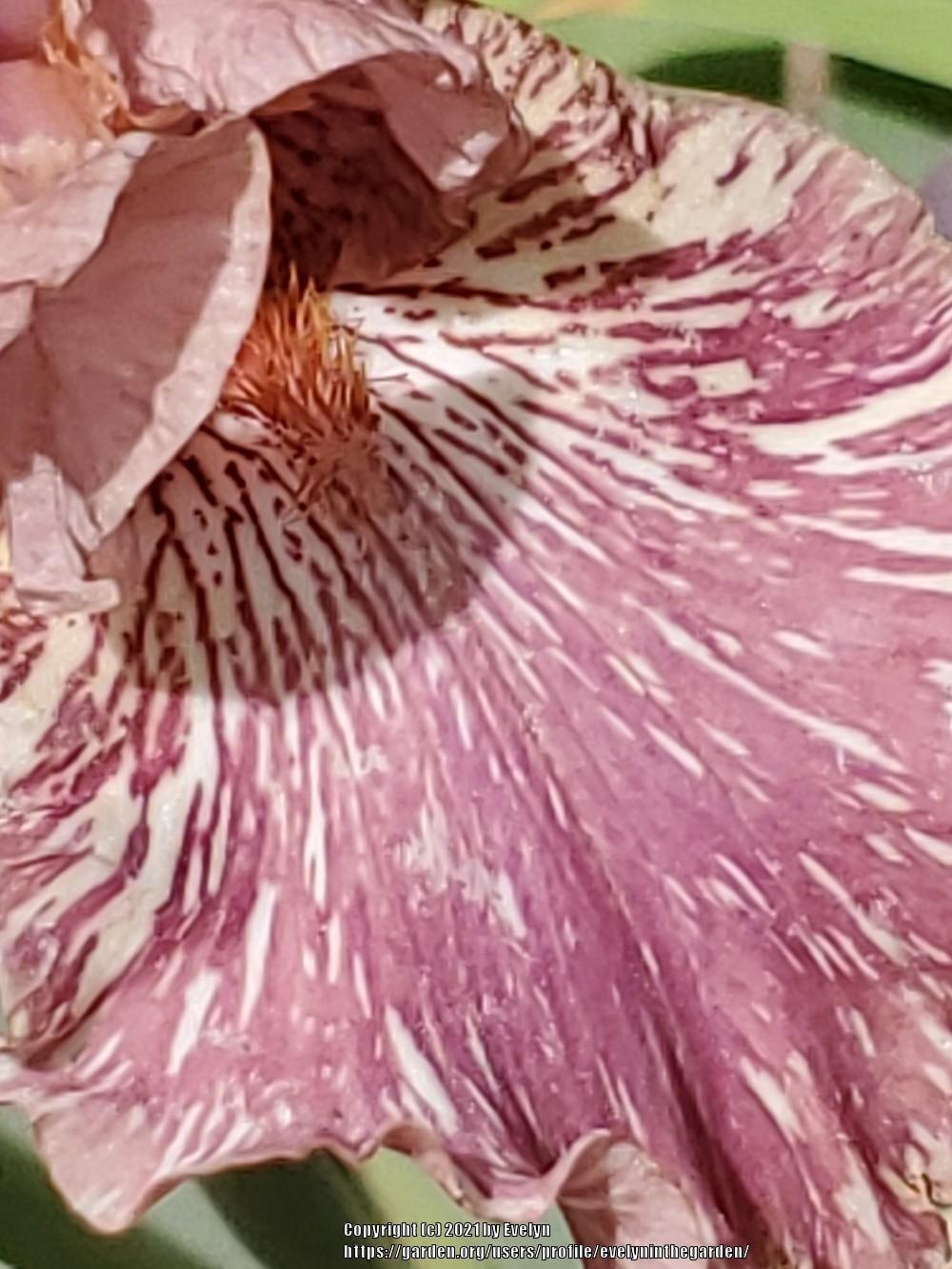 Photo of Tall Bearded Iris (Iris 'Broken Record') uploaded by evelyninthegarden