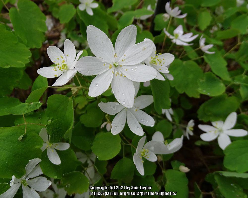 Photo of Rue Anemone (Thalictrum thalictroides) uploaded by kniphofia