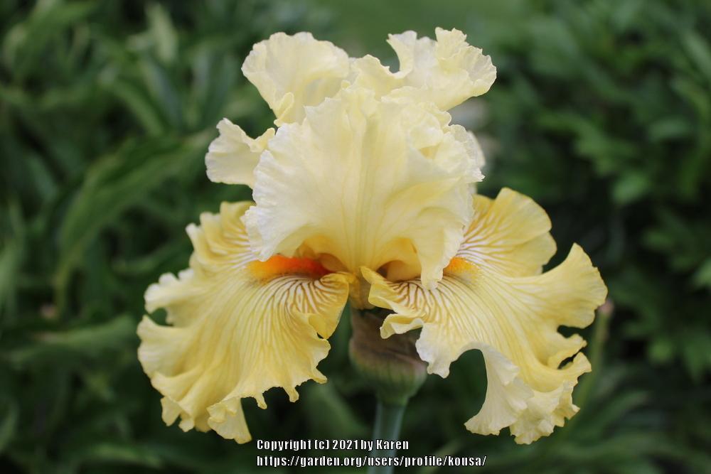 Photo of Tall Bearded Iris (Iris 'Shadowed Light') uploaded by kousa