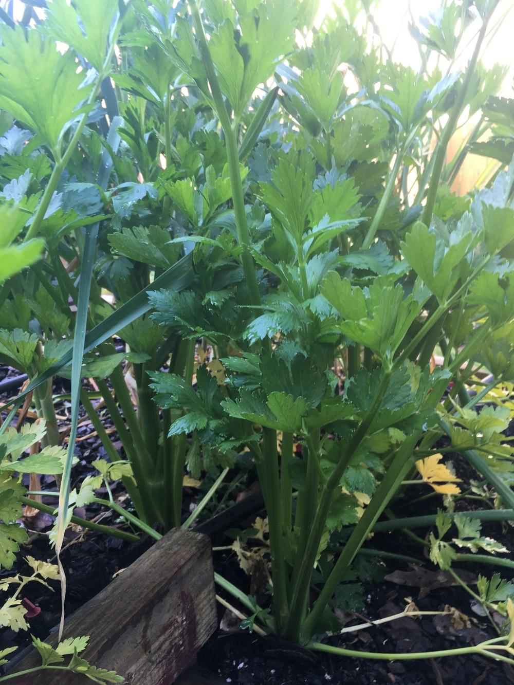 Photo of Celery (Apium graveolens var. dulce 'Giant Pascal') uploaded by paleohunter