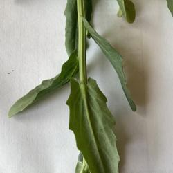 
Showing the two auricles that clasp the stem in lower leaves
