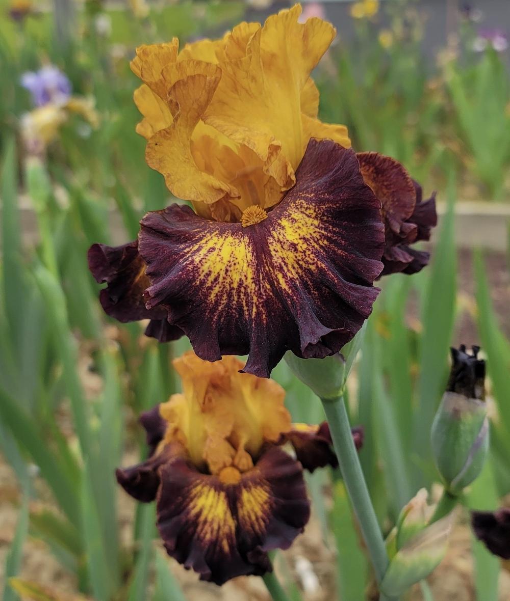 Photo of Tall Bearded Iris (Iris 'Tamale Time') uploaded by Islandview