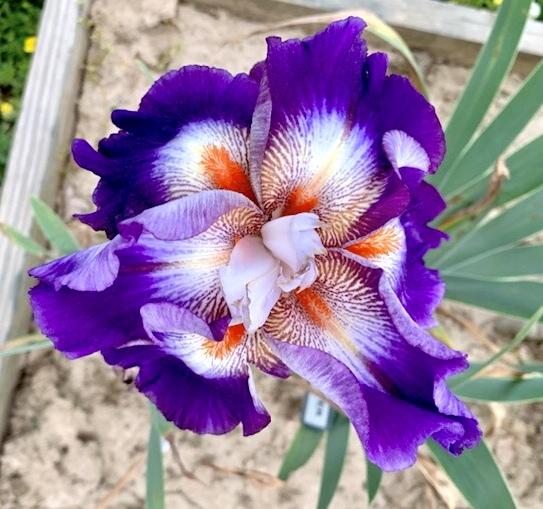 Photo of Tall Bearded Iris (Iris 'Chaos Theory') uploaded by Islandview