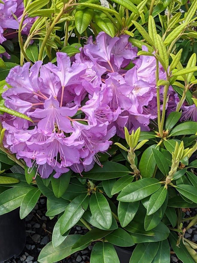 Photo of Rhododendron 'Purpureum Elegans' uploaded by Joy