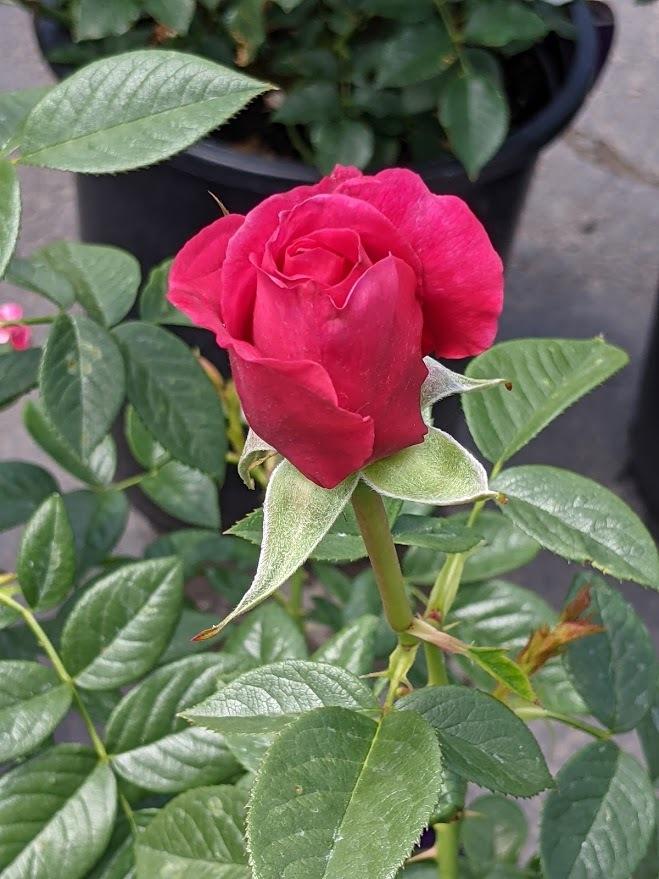 Photo of Rose (Rosa 'Pretty Lady Rose') uploaded by Joy