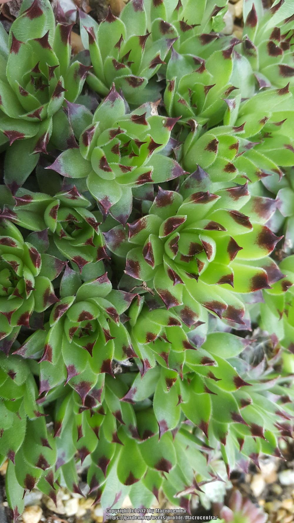 Photo of Hen and Chicks (Sempervivum 'Fire Dragon') uploaded by Macrocentra