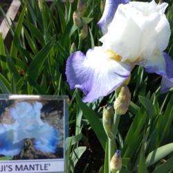 Location: Botanical Garden, Faculty of Science, Zagreb, Croatia
Date: 2021-05-23
Iris BE 'Fuji's Mantle'
