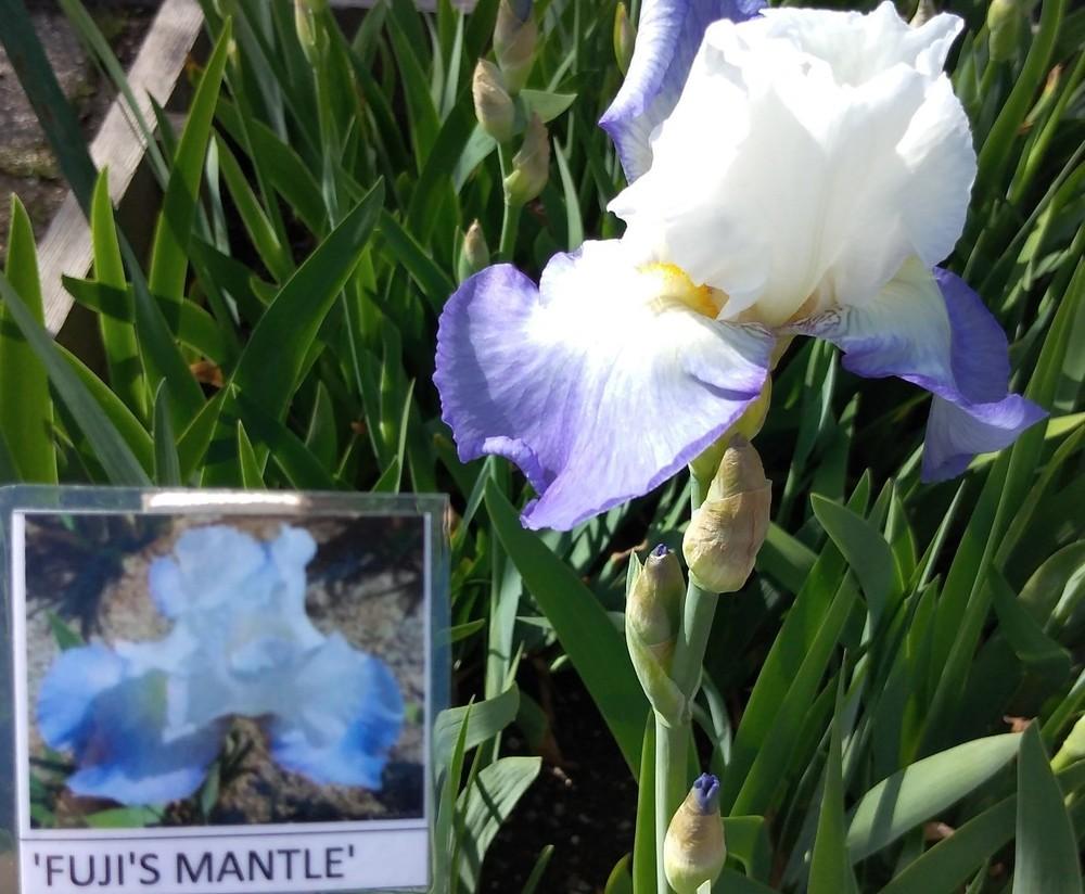 Photo of Tall Bearded Iris (Iris 'Fuji's Mantle') uploaded by Sanja