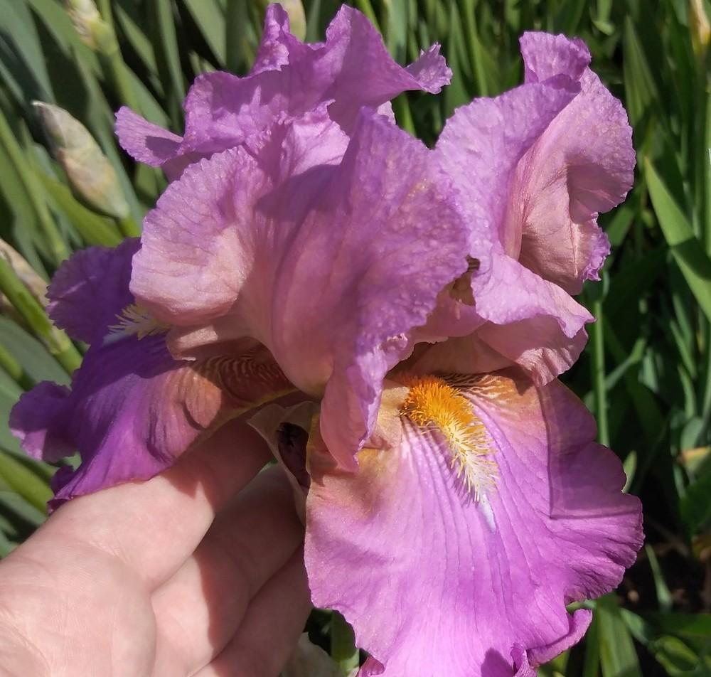 Photo of Tall Bearded Iris (Iris 'Laurie') uploaded by Sanja