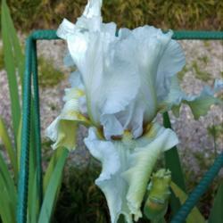 Location: Botanical Garden, Faculty of Science, Zagreb, Croatia
Date: 2021-05-23
Iris BE 'Madeira Belle', young flower
