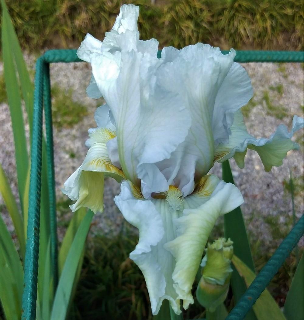 Photo of Tall Bearded Iris (Iris 'Madeira Belle') uploaded by Sanja