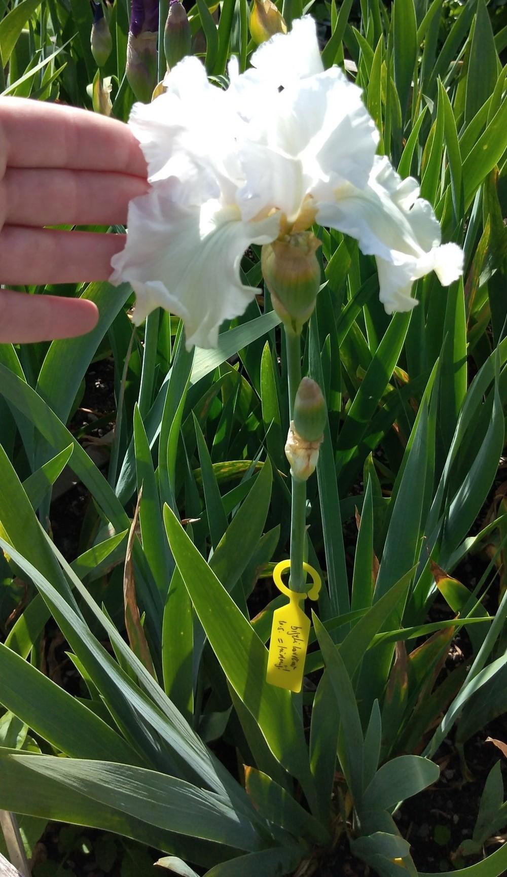Photo of Tall Bearded Iris (Iris 'Madeira Belle') uploaded by Sanja