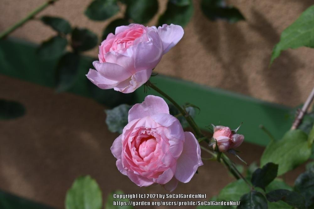 Photo of Rose (Rosa 'Scepter'd Isle') uploaded by SoCalGardenNut
