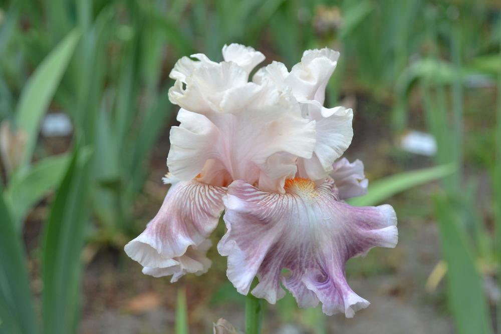 Photo of Tall Bearded Iris (Iris 'Amorous Heart') uploaded by aikenforflowers