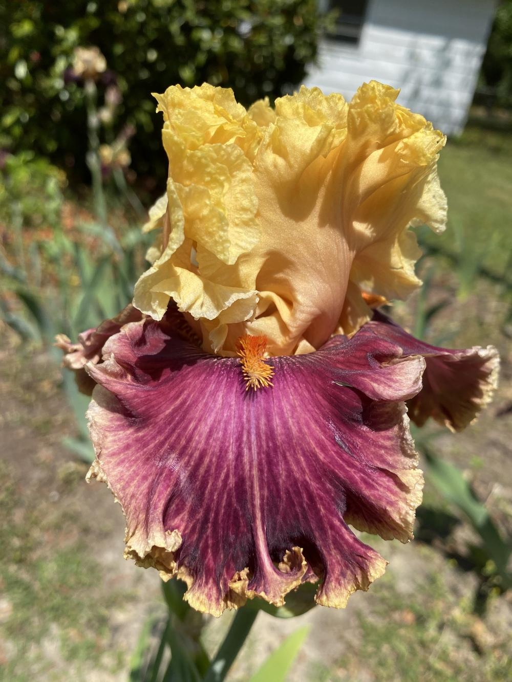 Photo of Tall Bearded Iris (Iris 'Decadence') uploaded by aikenforflowers