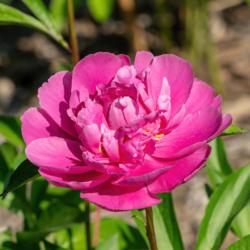 Location: Peony Garden at Nichols Arboretum, Ann Arbor, Michigan
Date: 2018-05-29
Virginia Mary peony - all of the 2018 blooms, like this one, were