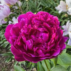 Location: Peony Garden at Nichols Arboretum, Ann Arbor, Michigan
Date: 2019-06-07
Peony Virginia Mary - An example of a bloom that exposes few if a
