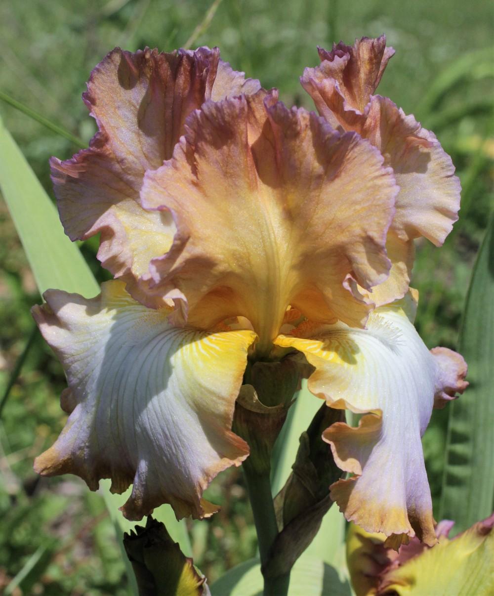 Photo of Tall Bearded Iris (Iris 'Rainbow Hues') uploaded by cinvasko