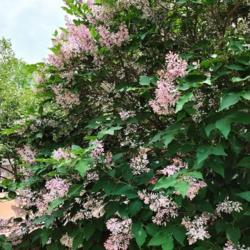 Location: Ann Arbor, Michigan
Date: 2021-05-23
Miss Kim Lilac in fragrant, early bloom