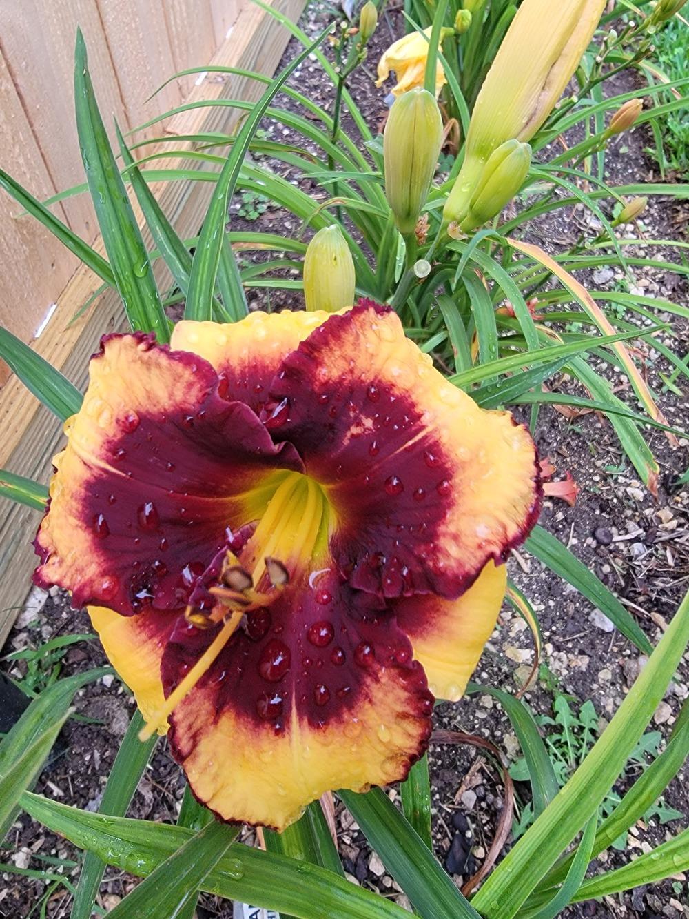 Photo of Daylily (Hemerocallis 'Midnight Riot') uploaded by drgulley