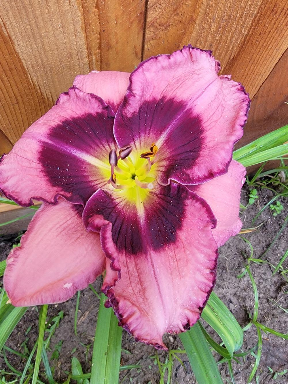Photo of Daylily (Hemerocallis 'Bold Orchid') uploaded by drgulley