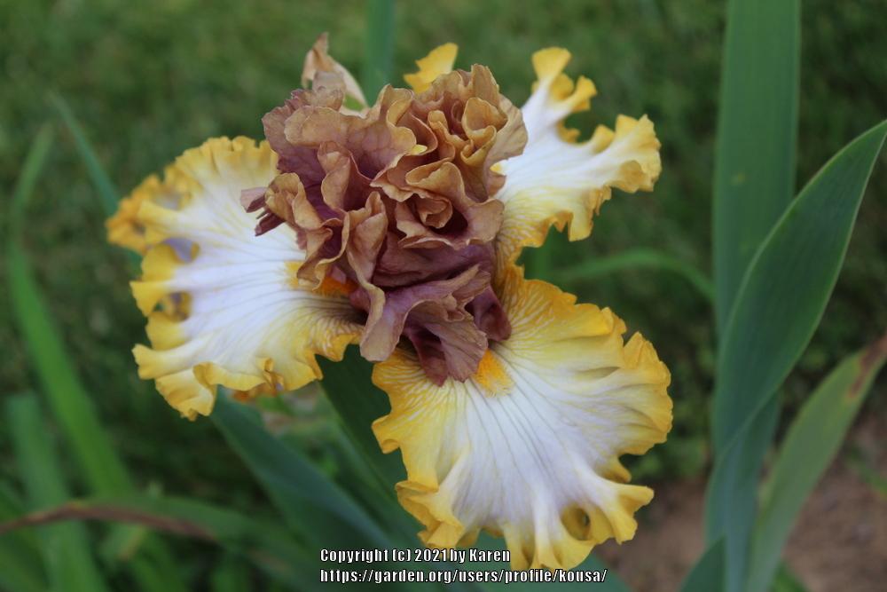 Photo of Tall Bearded Iris (Iris 'Mood Ring') uploaded by kousa