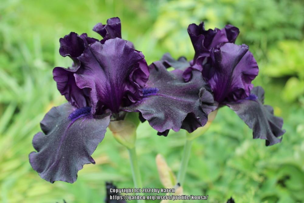 Photo of Tall Bearded Iris (Iris 'Ghost Train') uploaded by kousa