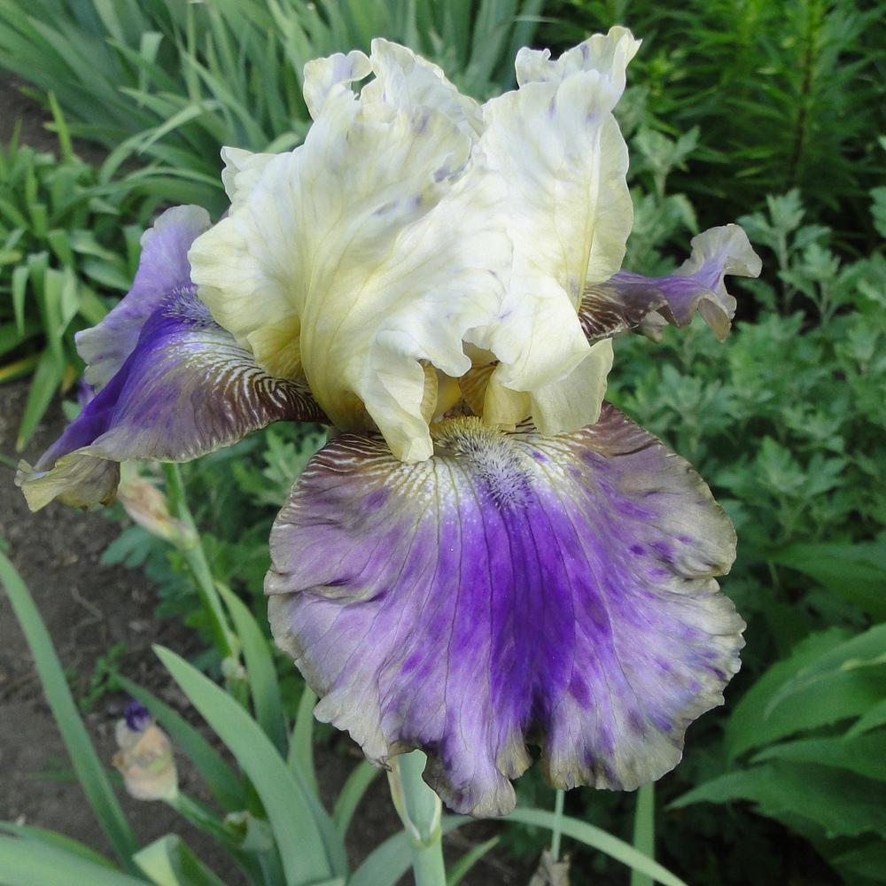 Photo of Tall Bearded Iris (Iris 'On Deck') uploaded by lauriemorningglory