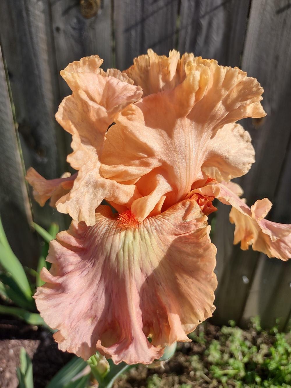 Photo of Tall Bearded Iris (Iris 'Cheyenne Sky') uploaded by lvitanova