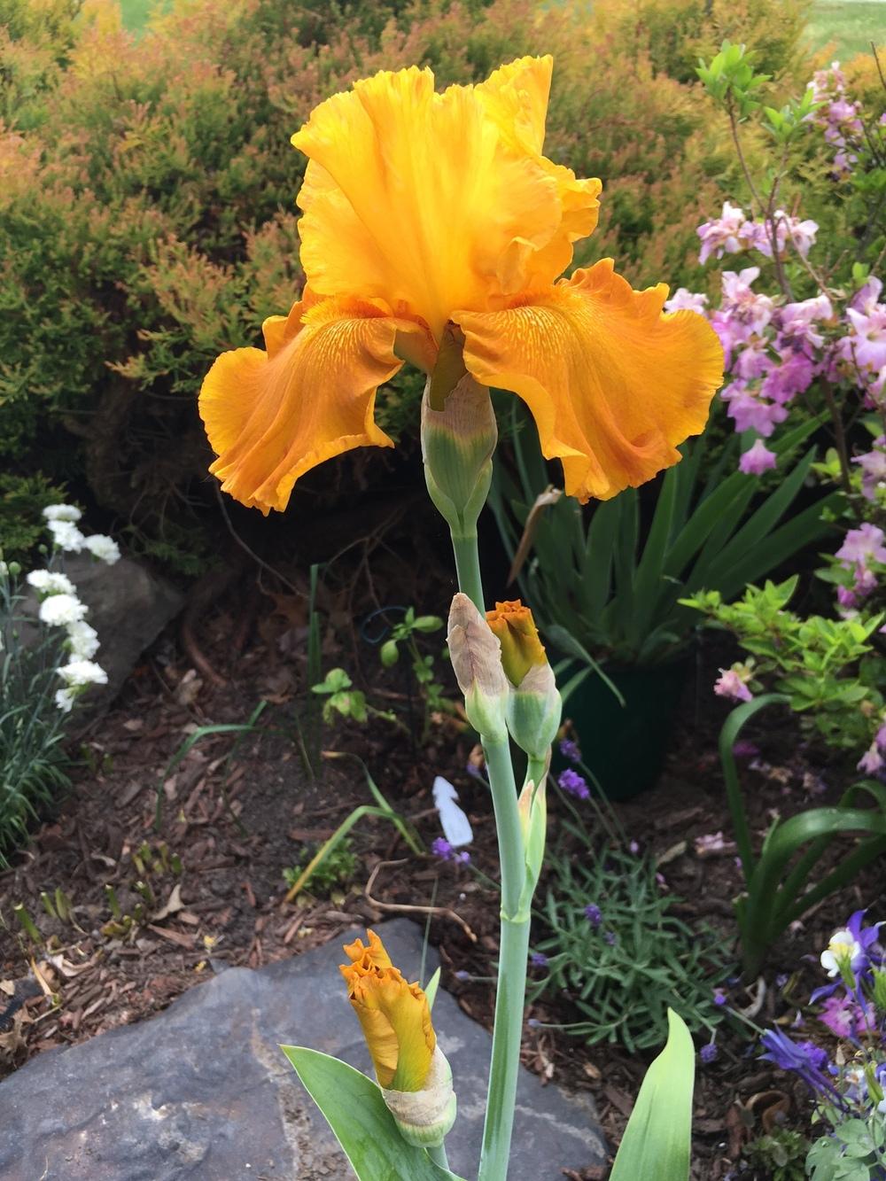 Photo of Tall Bearded Iris (Iris 'Galicia') uploaded by sucrose