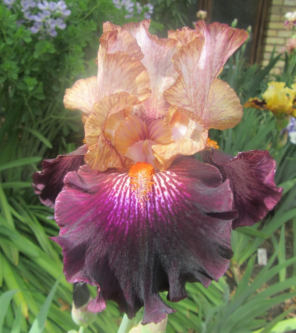 Photo of Tall Bearded Iris (Iris 'Seal a Deal') uploaded by tveguy3