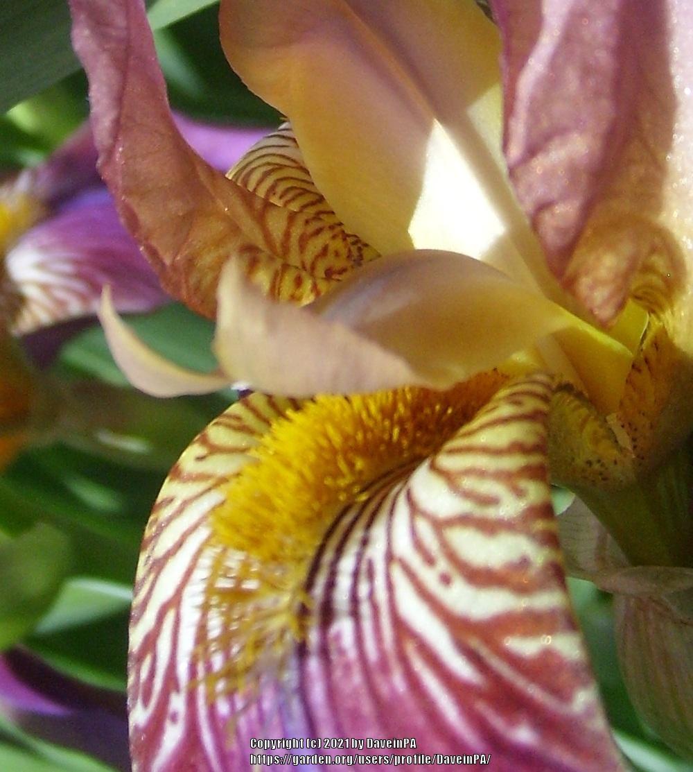 Photo of Tall Bearded Iris (Iris 'Ethel Peckham') uploaded by DaveinPA
