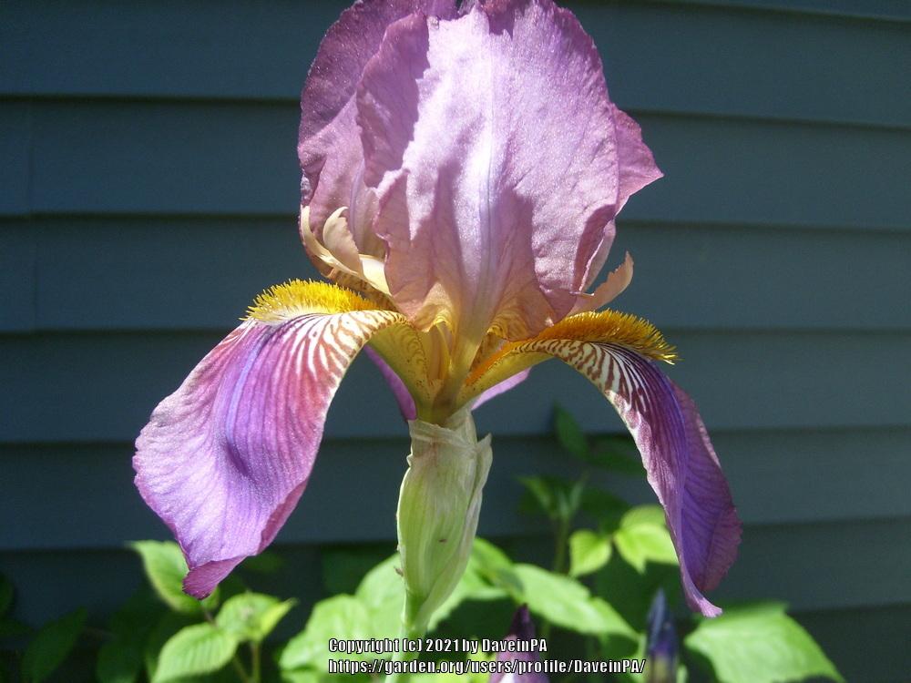 Photo of Tall Bearded Iris (Iris 'Ethel Peckham') uploaded by DaveinPA