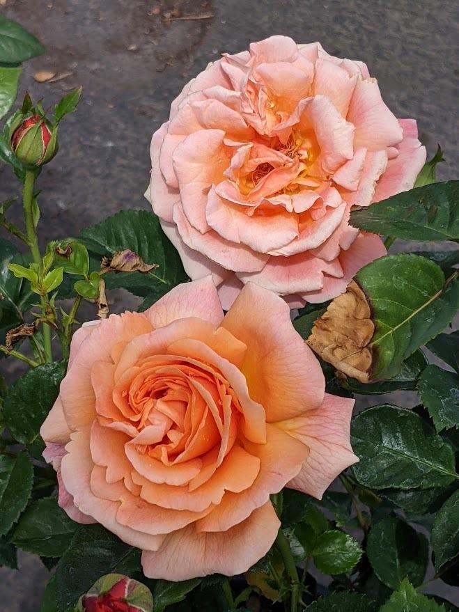 Photo of Rose (Rosa 'Easy Does It') uploaded by Joy