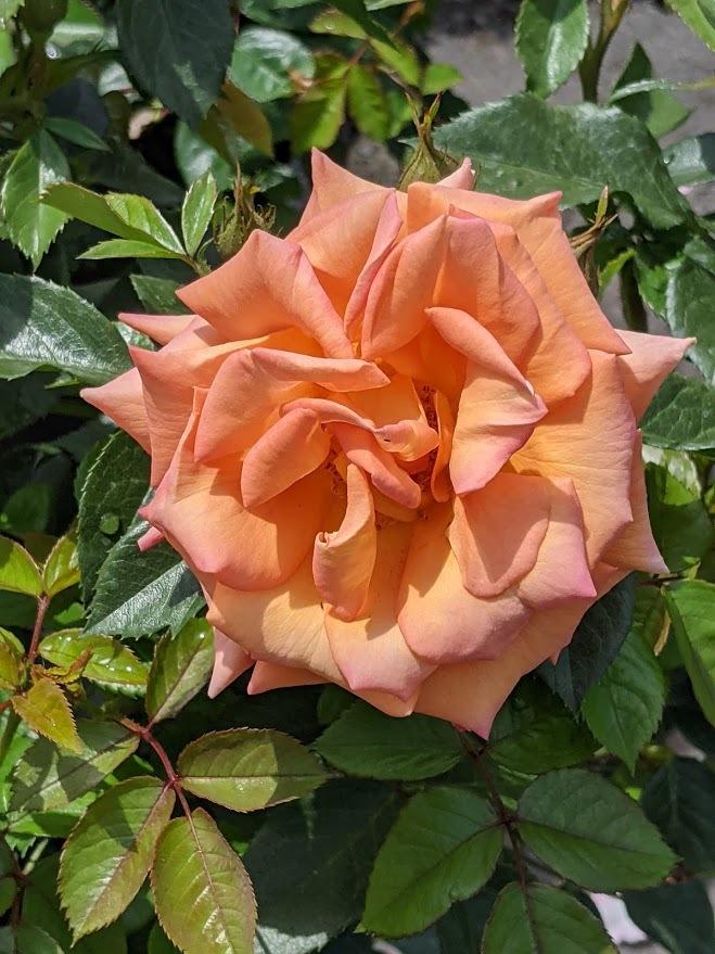 Photo of Rose (Rosa 'Pumpkin Patch') uploaded by Joy