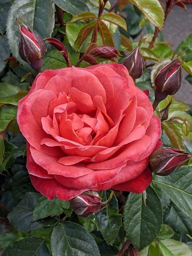 Photo of Rose (Rosa 'Hot Cocoa') uploaded by Joy