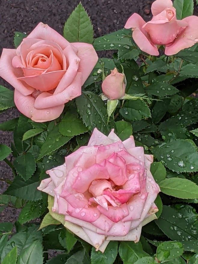Photo of Rose (Rosa 'Barby Kordana') uploaded by Joy