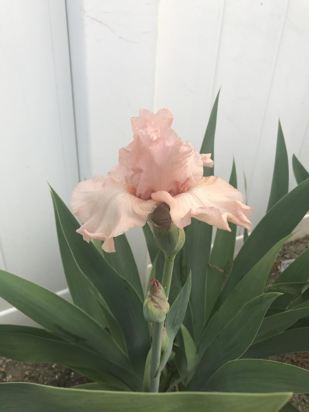 Photo of Tall Bearded Iris (Iris 'Pink Attraction') uploaded by MrsMud