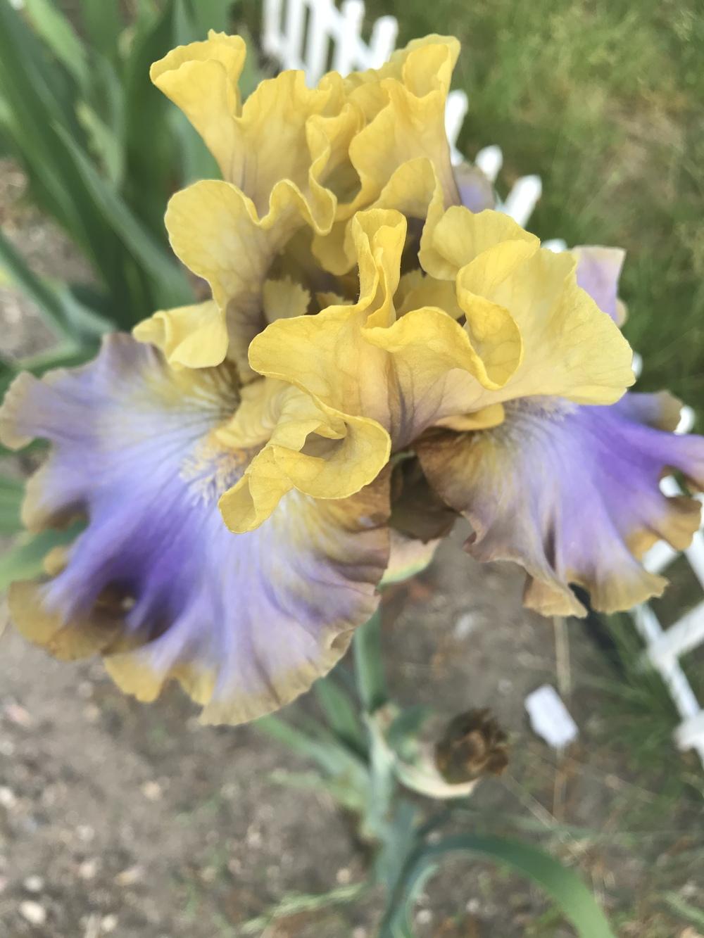 Photo of Tall Bearded Iris (Iris 'Repertoire') uploaded by MrsMud