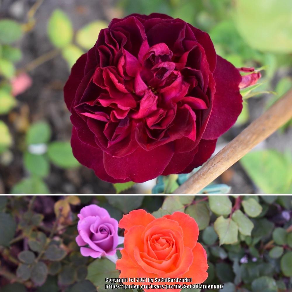 Photo of English Shrub Rose (Rosa 'Munstead Wood') uploaded by SoCalGardenNut