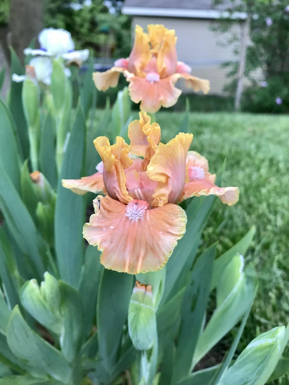 Photo of Standard Dwarf Bearded Iris (Iris 'Orange Obsession') uploaded by bramedog