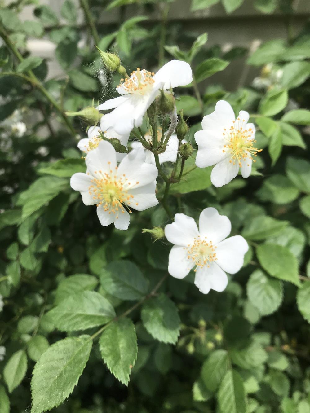Photo of Multiflora Rose (Rosa multiflora) uploaded by cwhitt