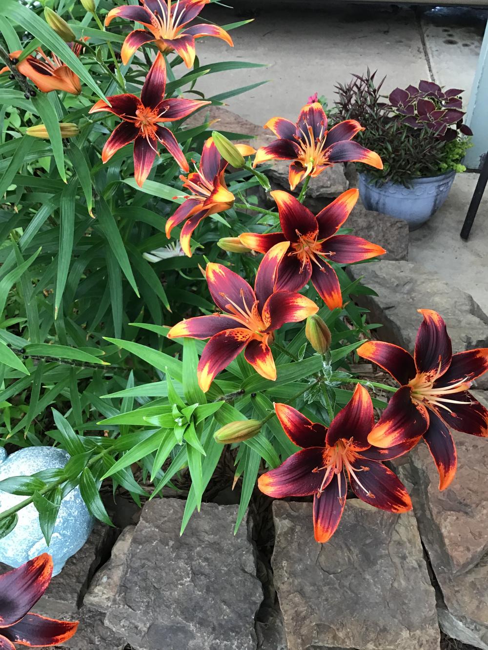 Photo of Asiatic Lily (Lilium 'Forever Susan') uploaded by gardenfish