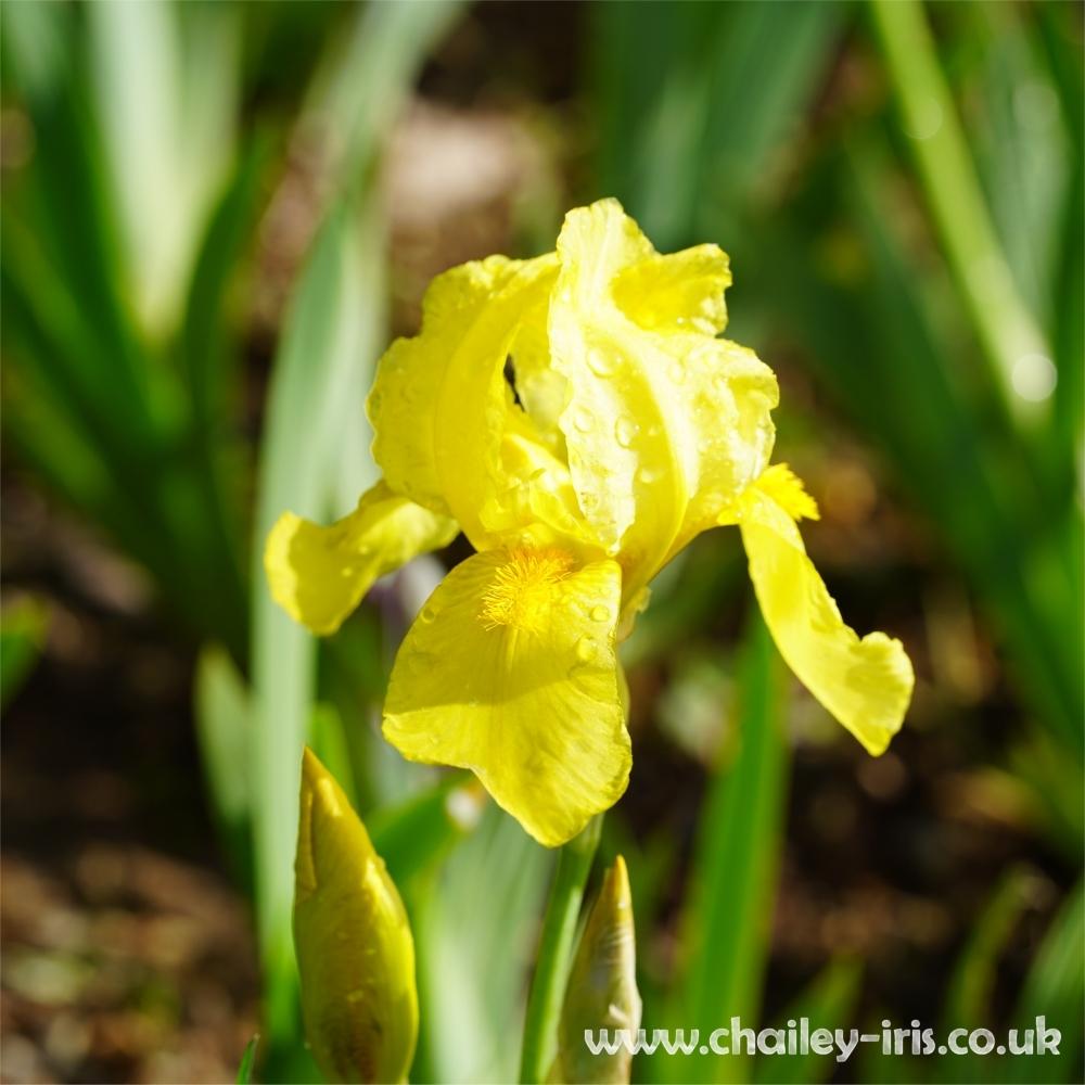 Photo of Tall Bearded Iris (Iris 'Ola Kala') uploaded by jeffa
